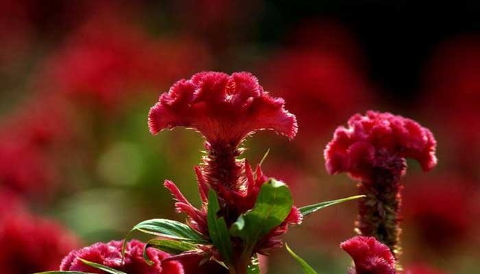 ���ڻ��Ĺ�Ч������ ���ڻ�ͼƬ